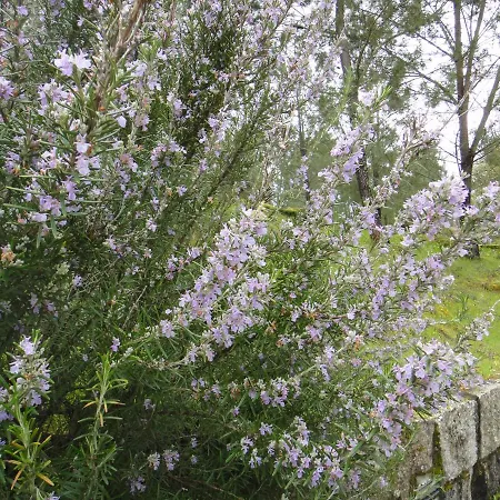 Semesterbostad Casa Lagar Da Moira *